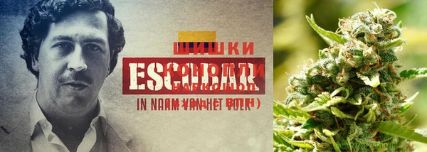 шишки Лагань